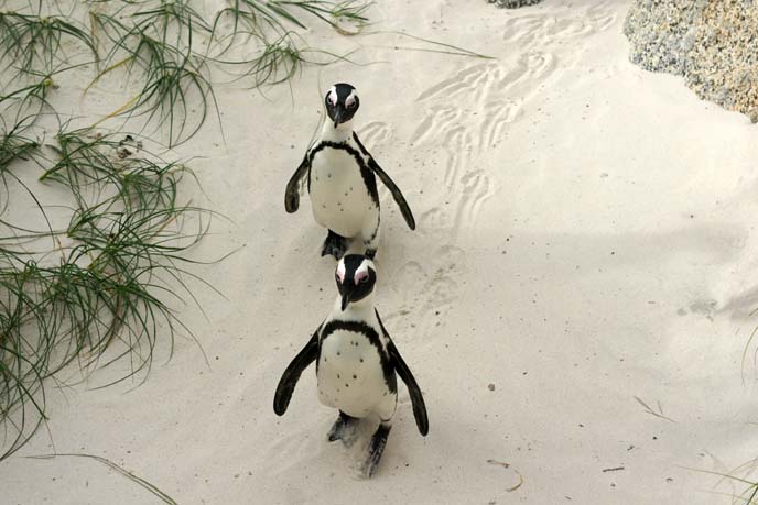 african penguins couple