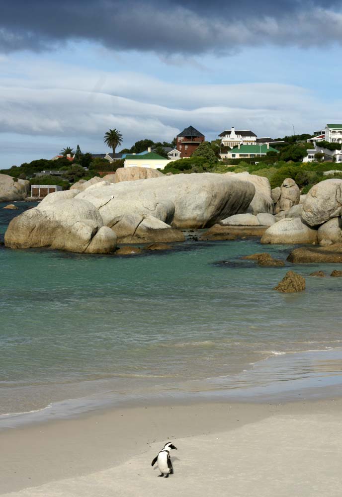 penguins, cape point beach