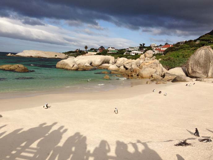 african penguins colony