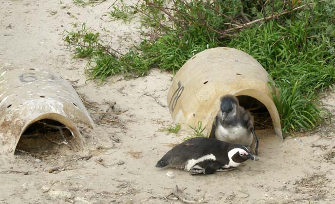 baby penguin cave