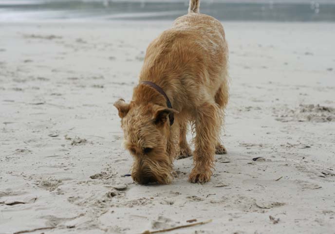 dog on sandy beach