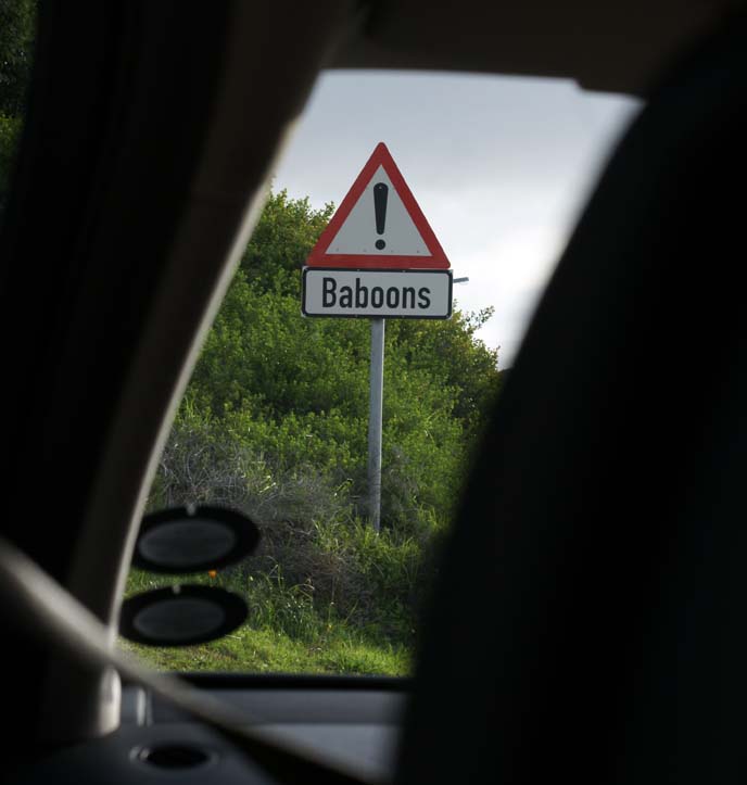 baboons warning road sign