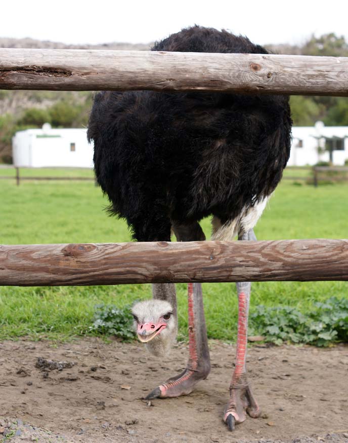 south african ostrich