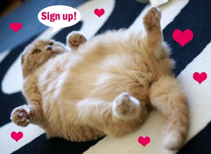 scottish fold cat lying on back