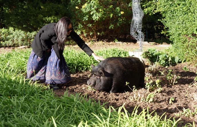 petting a big pig