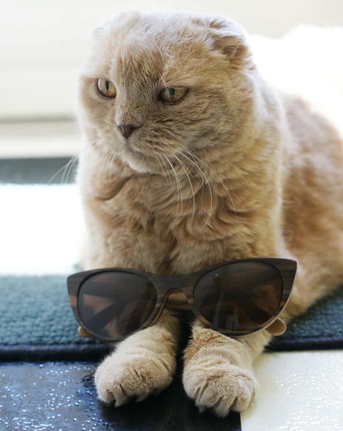 cat with cat-eye shape sunglasses