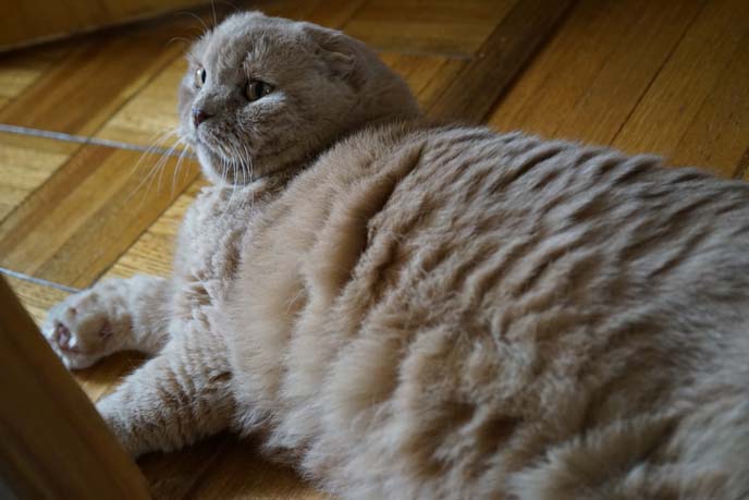 scottish fold cat small ears