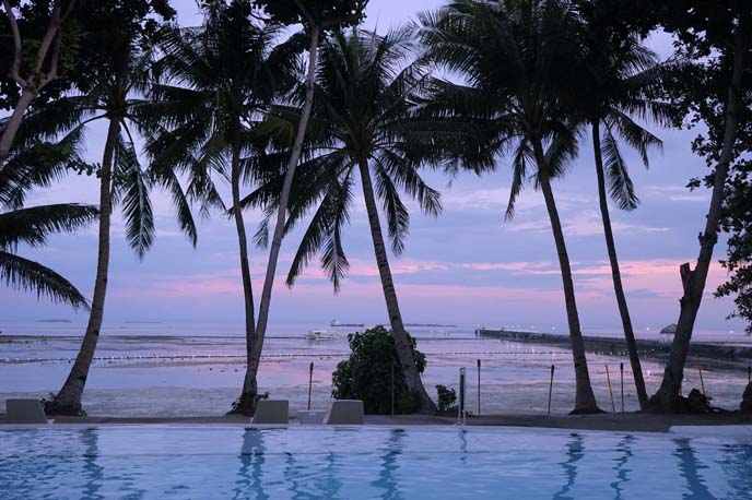 pink sunset palm trees