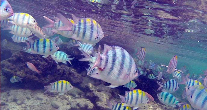 tropical fish gopro underwater