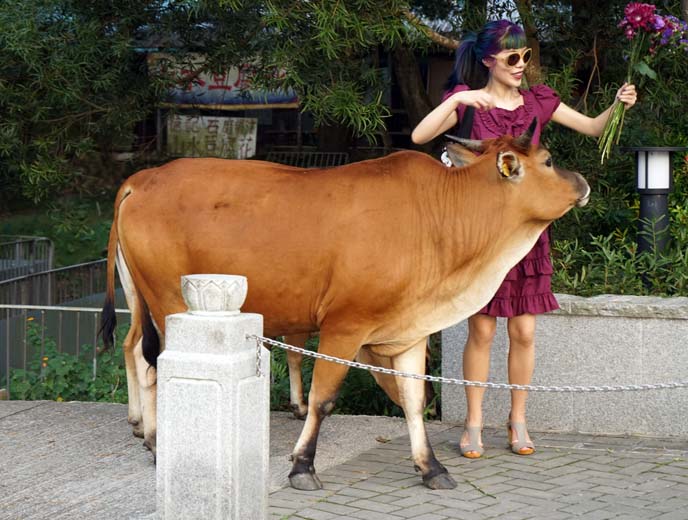 lantau island wild cows