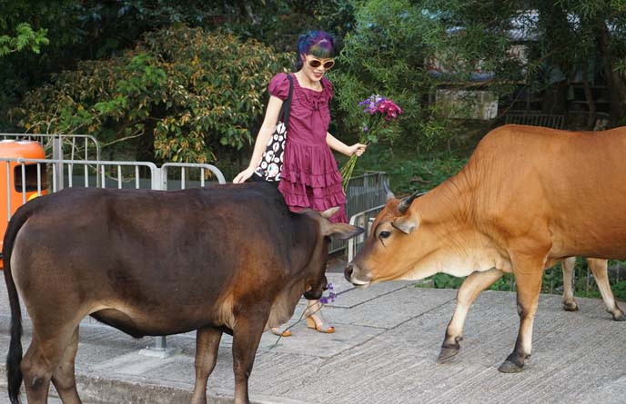 lantau island buffalo