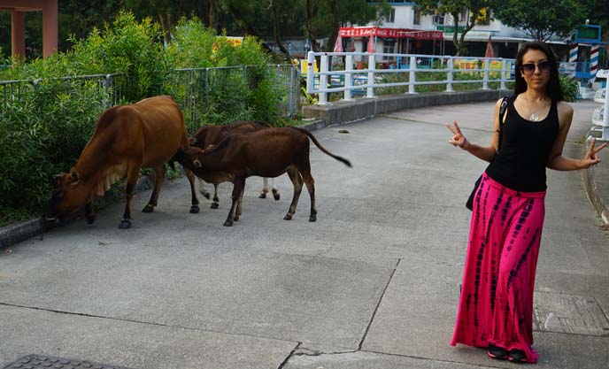 wild cows hong kong