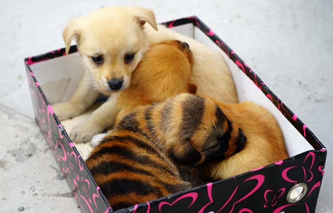 puppies dyed with stripes