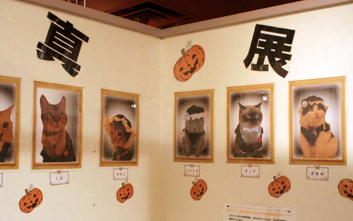 cat cafe decoration, furniture