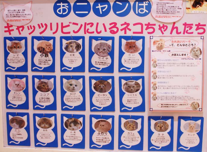 cat cafe signs, names