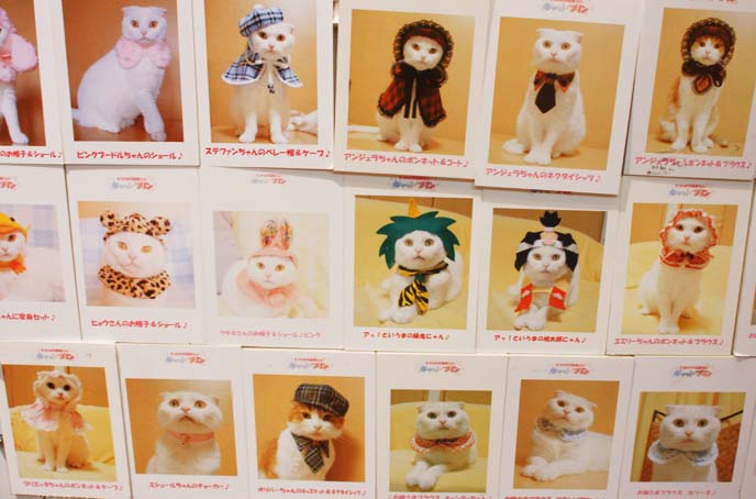 white scottish fold cat, costumes