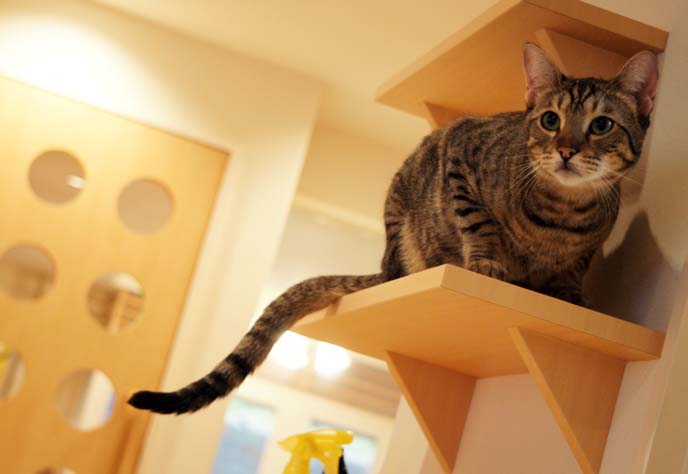 cat shelves, climbing ladders