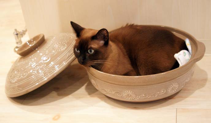 funny cat in bowl