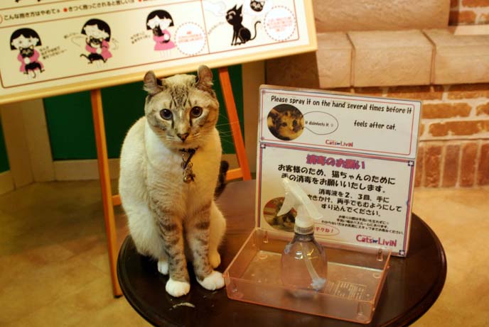 japan cat cafe rule