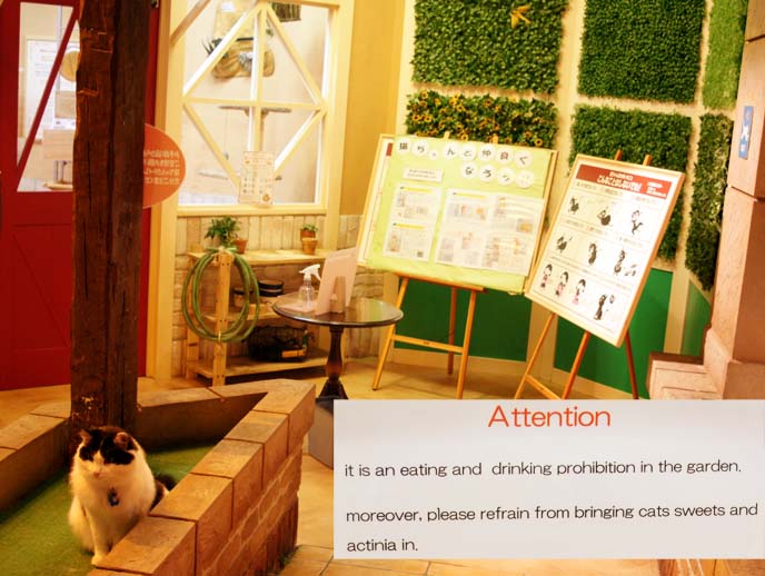 cats livin cat cafe, tokyo