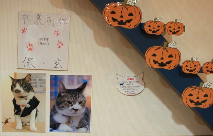 japan biggest cat cafe