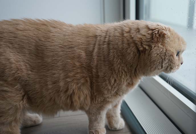 scottish fold cat looking out window