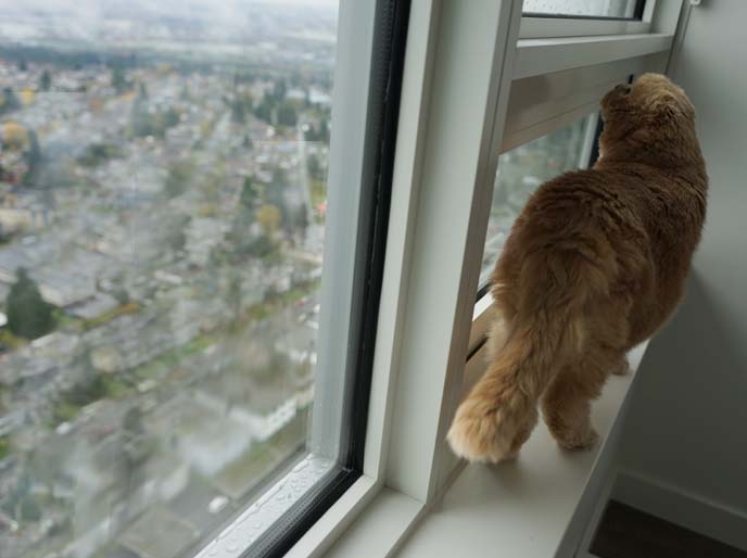 cat walking on window ledge