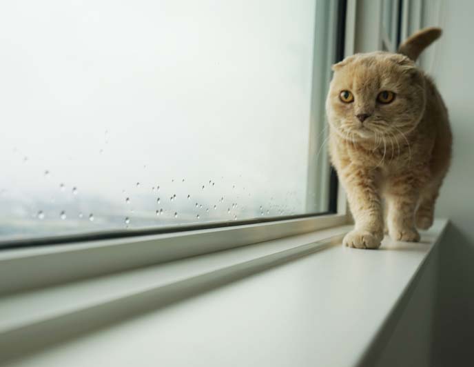 scottish fold cat walking