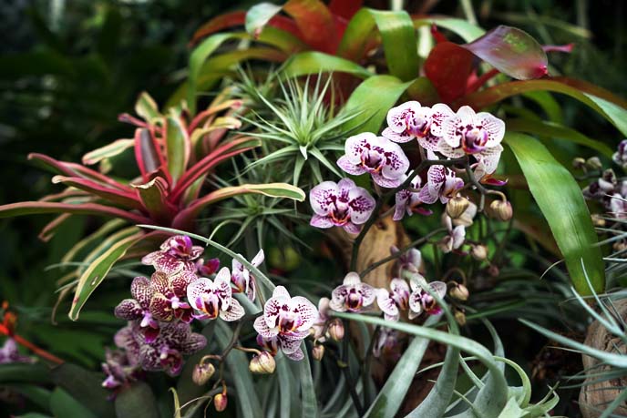 purple orchid flowers