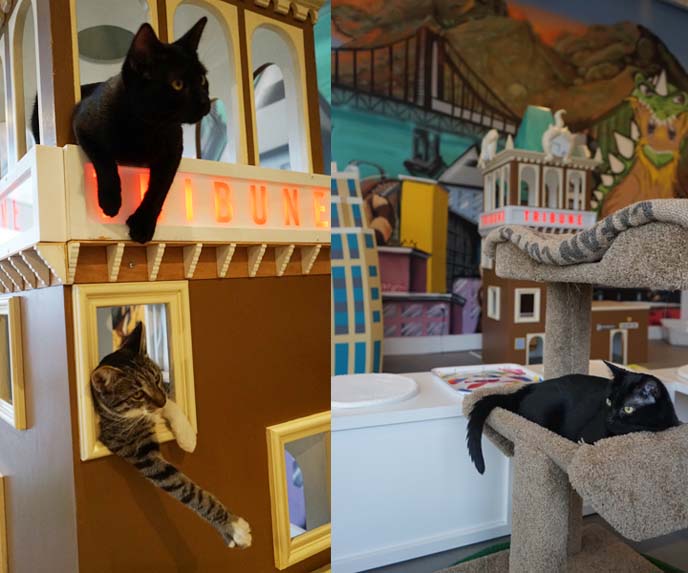 first american cat cafe