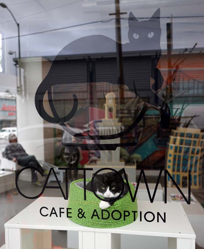 cat town adoption, cafe oakland