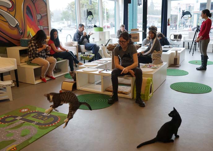 Oakland Cat  Town Cafe  first to open in USA ABC Nightline 