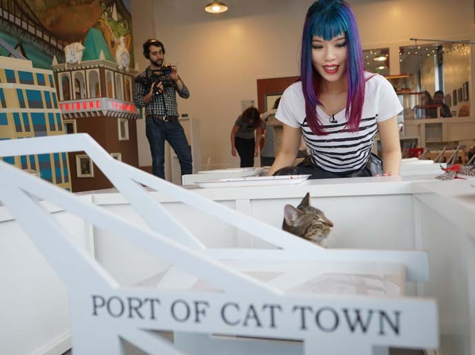 cat town, first american cat cafe