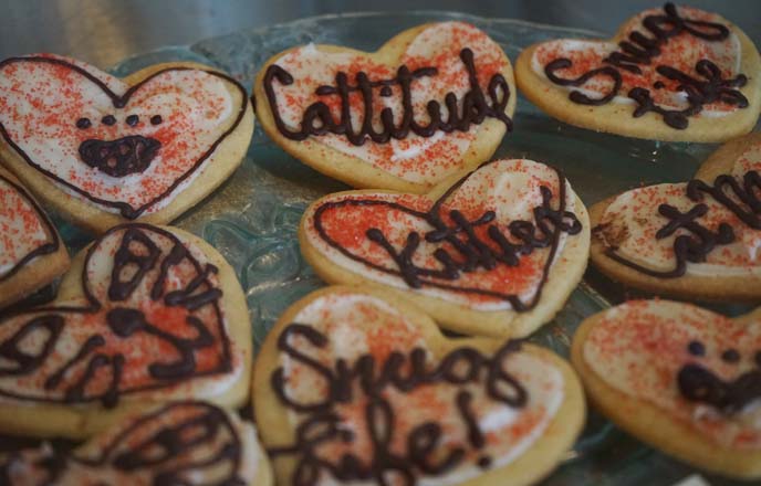 cat decorated cookies