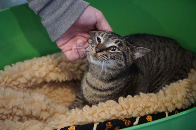 Oakland Animal Shelter cats