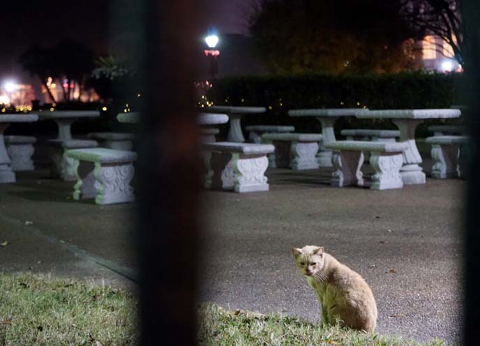 new orleans stray cats