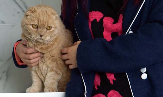 basil farrow, scottish fold cat