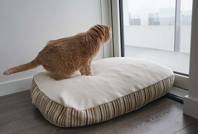 essentia kingston pet bed