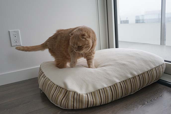 luxury memory foam dog pet bed