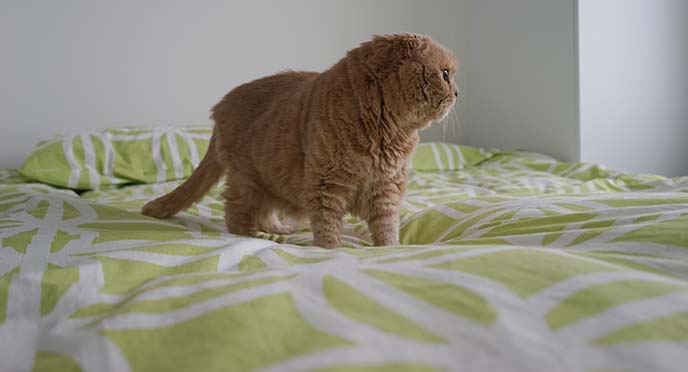 japanese cat cafe cats bed