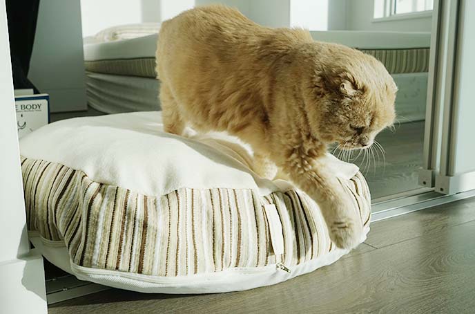 designer pet beds, cat bed