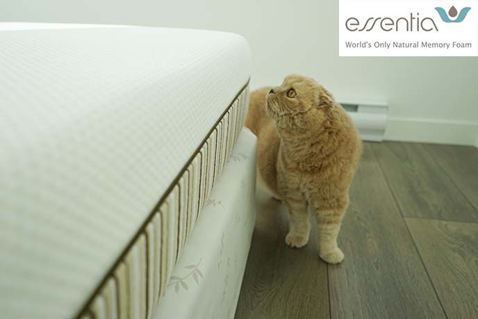 essentia memory foam mattress