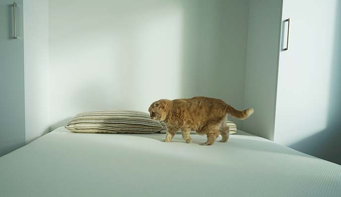 cat walking on bed