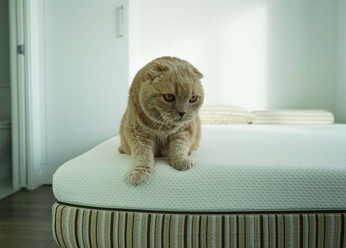 cat sitting on bed corner