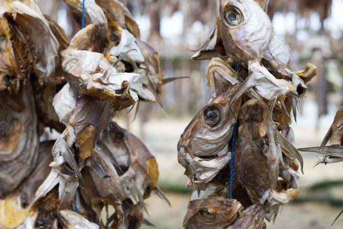 outdoor dried fish heads