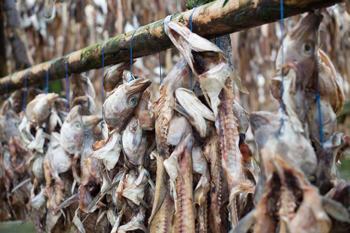 dried fish racks iceland