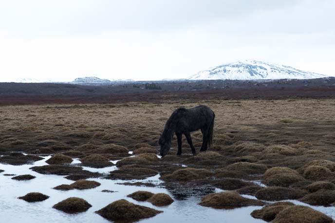 iceland horse riding tours