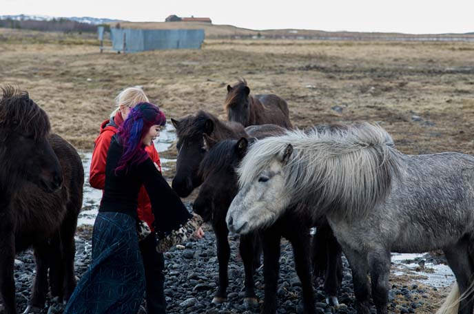 petting icelanndic horses