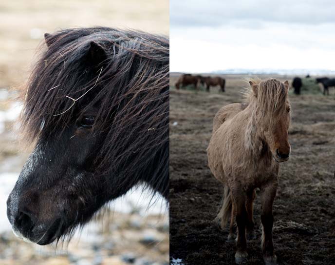 iceland horse show, tour