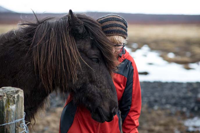 horse riding tour iceland